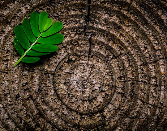 ecological sourced materials
